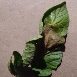 Leaf-level disease diagnosis